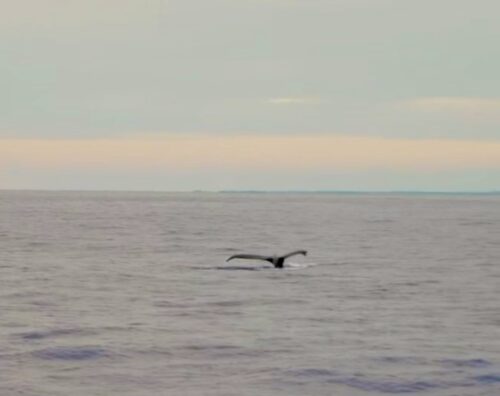 プライベートクルーズで実際に見たクジラ